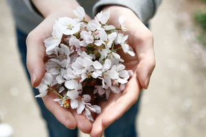 “Intentional Leadership: Curating Products for Authentic Wellness and Lasting Health”