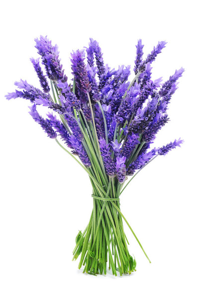 Lavender Organic  EO