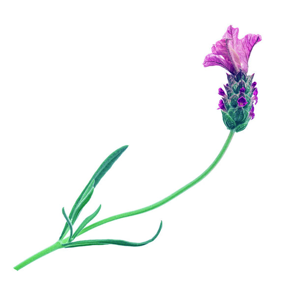 Lavender Mint and  Regerative Healing Nail Treatment
