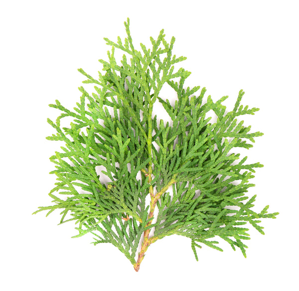 Cypress Organic EO